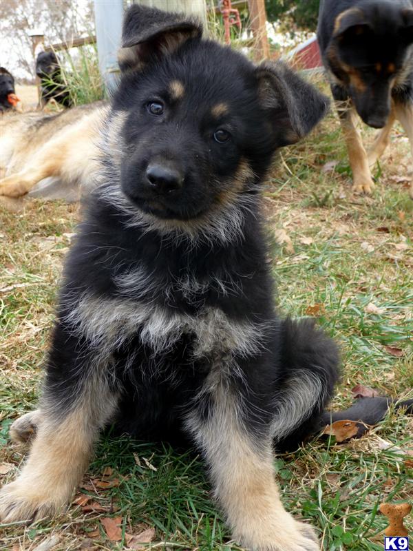Black/Tan Beauties Excellent Temperament Confident repeat breeding